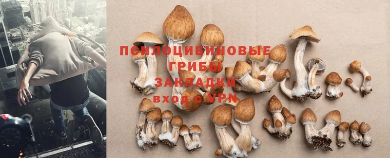 omg ONION  купить наркотики цена  Абаза  Псилоцибиновые грибы Psilocybine cubensis 